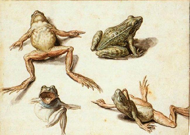 GHEYN, Jacob de II Four Studies of Frogs Sweden oil painting art